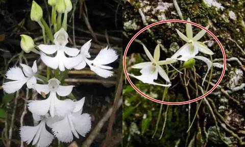 Loài hoa lan 'ma' đắt nhất thế giới: Giá hơn 50 tỷ, có ở Trung Quốc!