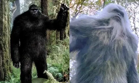 Bí ẩn về loài vượn thời tiền sử khổng lồ cao 3 mét bị tuyệt chủng vì ‘kén ăn’