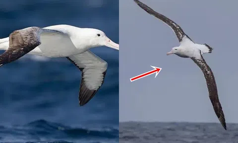 Loài chim nào 1 năm bay vòng quanh thế giới 3 lần, chung tình bậc nhất?