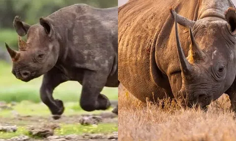 Loài tê giác hiếm nhất thế giới, sừng dài tới 1,5 mét, có thể lật nhào một chiếc ô tô!