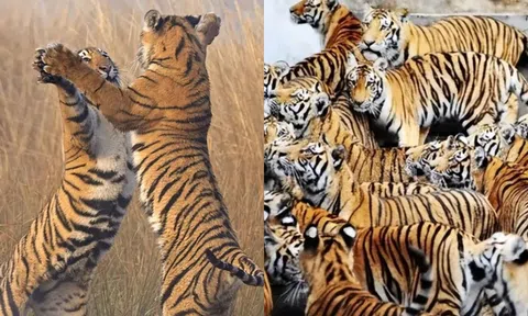 Quốc gia nào có nhiều hổ nhất trên thế giới? Số lượng bằng một nửa toàn cầu