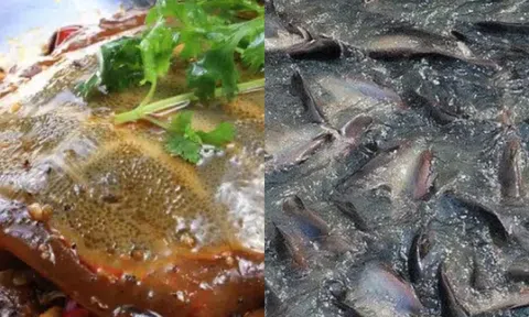 Loài cá bị hiểu lầm nhất Trung Quốc, chứa cả ‘kho báu’ nhưng lại bị coi thường!