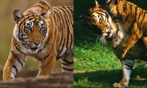 ‘Vén màn’ bí mật tại sao hổ không chết đói khi về già? Hóa ra là do điều này!