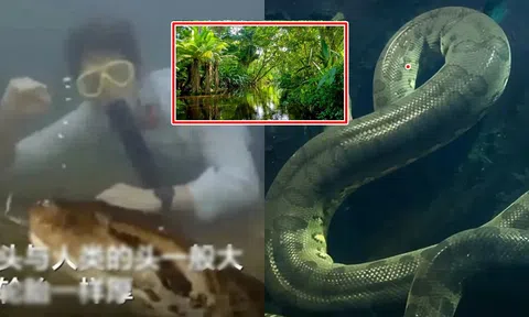 Một con trăn nặng 200 kg mới được phát hiện ở Amazon, tại sao ở Amazon lại có nhiều trăn đến vậy?