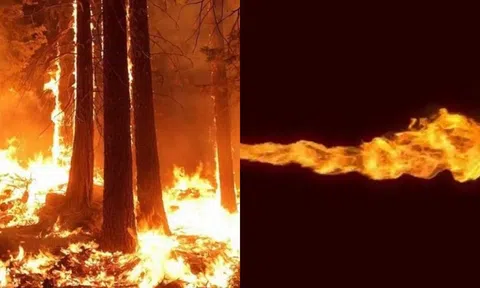 Tại sao không động vật nào trên Trái Đất tiến hoá khả năng thở ra lửa?