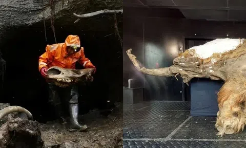 Con người hãy cẩn thận! Hài cốt của một loài động vật 40.000 năm tuổi đã được phát hiện ở vùng lãnh nguyên phía bắc Canada!