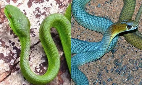 Tại sao rắn quẫy đuôi có thể gây tê liệt? Bí mật gây sốc của xương!