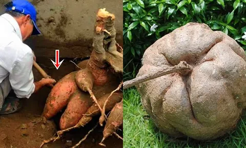 Ông nông dân đào được củ sắn dây 400 kg sau ngôi nhà cổ, hóa ra là kho báu tiền tỷ, lập tức giàu sau 1 đêm!