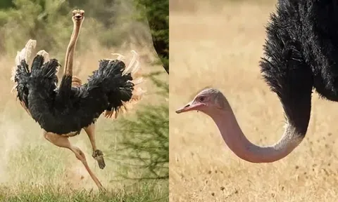 Châu Phi có 150.000 con đà điểu, tại sao sư tử lại ít ăn thịt chúng? Nghe lý do mới thấy thuyết phục!