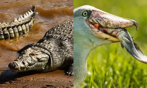 Loài chim là kẻ thù của cá sấu, gặp con người sẽ cúi chào, nhưng lại bị cho là điều xui?