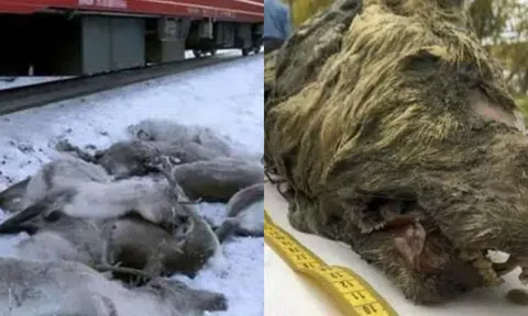 Bắc cực tiếp tục sốt, hài cốt động vật tiền sử tiếp tục được phát hiện, ẩn giấu nguy hiểm khủng khiếp!