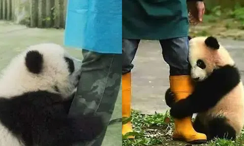 Tại sao gấu trúc lại thích ôm đùi người nuôi? Lý do không phải vì tình cảm?