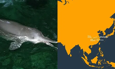 Loài vật đã tuyệt chủng đáng tiếc nhất của người Trung Quốc: Từng sống trong 20 triệu năm, nhưng biến mất chỉ sau 50 năm!