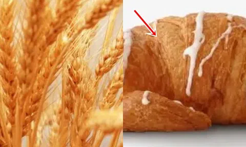 Trung Quốc đã trồng lúa mì hàng nghìn năm, vậy tại sao lại không phát minh ra bánh mì?