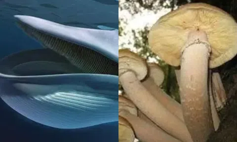 2 loài thực vật gây kinh ngạc: Một loài có tuổi thọ hơn 2.000 năm, loài thứ hai lớn gấp 4 lần cá voi