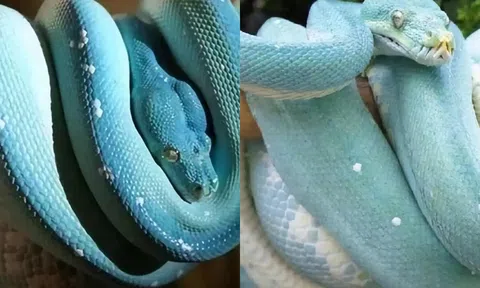 Con trăn đắt nhất thế giới trị giá hơn 10 tỷ, ai nhìn cũng phải thốt lên: Quá đẹp!