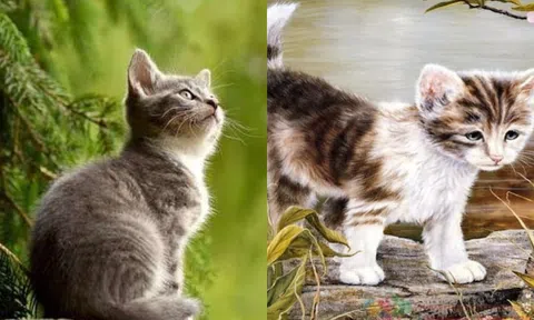 Người tuổi Mèo tháng 4 nhớ chú ý: Người này chính là quý nhân tương lai!