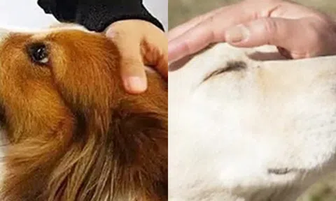 Nhiều người thường xuyên 'sờ đầu chó' mà không biết rằng đây là suy nghĩ thật của chúng!