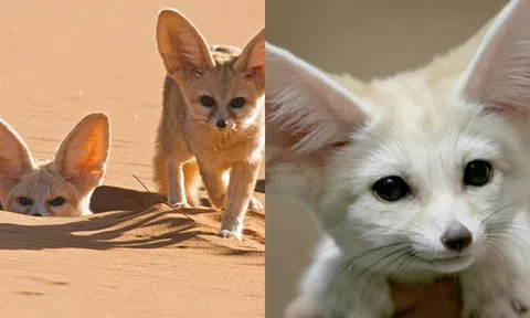 Loài cáo duy nhất không có nhu cầu uống nước,  ‘ngày ngủ đêm bay’