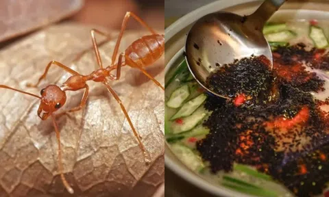 Kiến có vị như thế nào? Người Trung Quốc nói nó có vị chua và giòn, trong khi người Mexico nói nó có vị hạt dẻ?