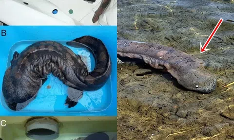 Kỳ nhông khổng lồ nguyên bản của Trung Quốc sắp tuyệt chủng tại sao lại xuất hiện ở Nhật Bản?