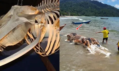 Bí ẩn xác sinh vật xuất hiện Malaysia: Bị đồn đoán là hài cốt của nàng tiên cá