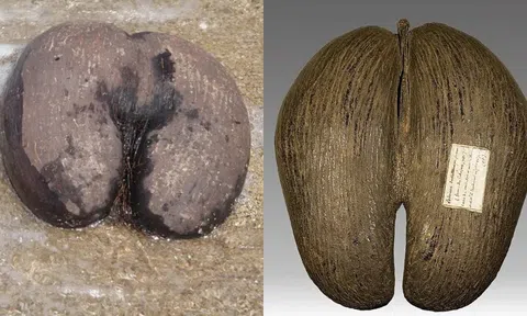 Loài cây có hạt lớn nhất thế giới, nặng tới 17 kg: Sắp tuyệt chủng vì giống một bộ phận!