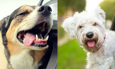Tại sao chó luôn thò đầu ra ngoài cửa sổ khi ngồi trên ô tô? Hóa ra lại là chứng say tàu xe!