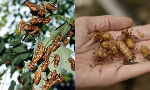 Nước Mỹ sẽ đối mặt với ‘thảm họa’ lớn nhất trong 221 năm: Do 1 loại côn trùng giao phối gây nên!