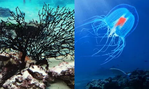 Loài sinh vật duy nhất có khả năng bất tử, cải lão hoàn đồng:  Chỉ dài 5mm