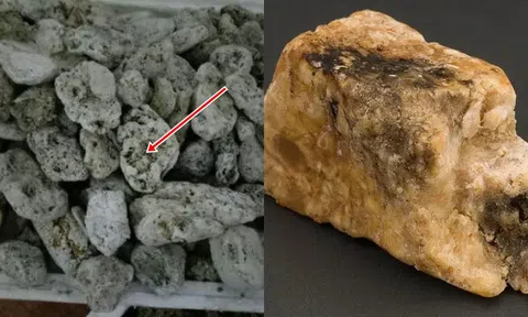 Loại phân đắt nhất thế giới có giá hàng triệu độ/kg, trở thành món đồ yêu thích của phụ nữ!