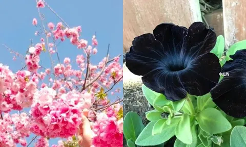 Tại sao hiếm có loại hoa nào có màu đen: Thế giới chỉ có 8 loại!