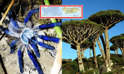 Hòn đảo ‘ma thuật’ biệt lập với đất liền 18 triệu năm: Có nhiều động vật quý hiếm trong sách đỏ thế giới!