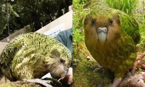 Loài chim ngu ngốc nhất thế giới có thể trèo cây nhưng không thể bay: Nhận nhầm chuột là bạn tình