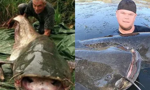 Loài cá trê khổng lồ châu Âu dám ăn bất cứ thứ gì, to như lợn và săn được chim bồ câu?