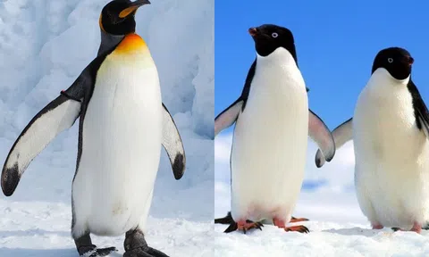 10 sự thật khó tin về chim cánh cụt: Đi nặng 20 phút một lần, lặn hàng trăm mét