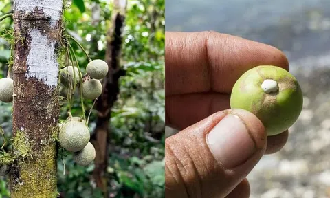 Cây nguy hiểm nhất thế giới không thể chạm vào, chặt hay đốt: Các chuyên gia gãi đầu khi nhìn thấy nó!