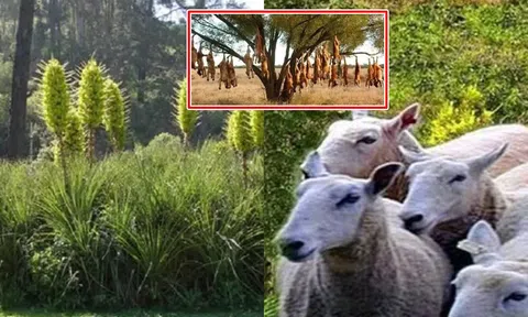 Loài cây ‘ăn thịt cừu’ tự bốc cháy khi nhiệt độ lên tới 40 độ, đàn cừu đến gần đồng nghĩa với cái chết!