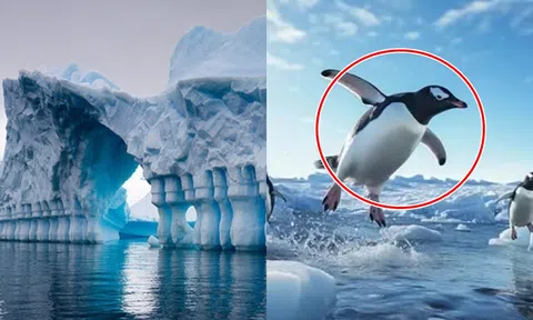 Sự nóng lên toàn cầu đang khiến các loài ở vùng cực biến mất: 99% loài động vật này có thể tuyệt chủng vào cuối thế kỷ 21