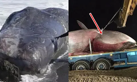 Tại sao không nên chạm vào xác cá heo, bí mật đau lòng đằng sau việc cá heo mắc cạn!