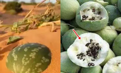 Sa mạc có một loại dưa hấu kỳ lạ nhưng không ai dám ăn, nguy hiểm đến mức phải để bảng cấm