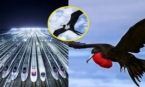 Loài chim bay nhanh nhất thế giới, tốc độ lên tới 352 km/h, nhanh hơn đường sắt cao tốc của Trung Quốc!