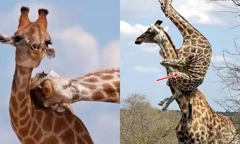 Bí mật ‘giao phối’ có một không hai của loài hươu cao cổ: 1 năm chỉ làm ‘chuyện ấy’ vài lần?