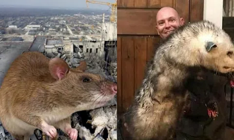 Loại động vật ‘sống dai’ nhất thế giới, sống sót qua bom nguyên tử: Giết chết nhiều người hơn chiến tranh?