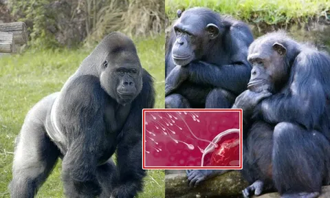 Loại khỉ đột cao gần 2m nhưng ‘của quý’ chỉ dài 2,8 cm? Lý do mới khiến nhiều người bật ngửa!