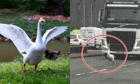 Bí ẩn ghê rợn việc động vật lại sợ ngỗng?  Ở đâu có ngỗng thì không có rắn là vì điều này!