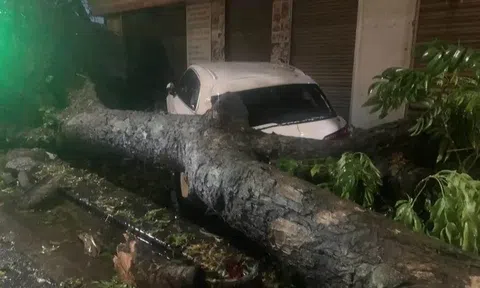 Nhiều ô tô bị cây đổ đè trúng sau cơn mưa dông lớn ở Hà Nội