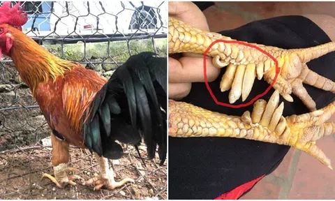 Loại gà quý của Việt Nam được nhiều người săn lùng, con đắt nhất giá hàng chục triệu, từng xuất hiện trong truyền thuyết