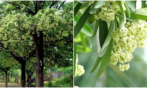 Loại hoa khiến nhiều người ‘xanh mặt’ vào mùa thu Hà Nội lại có những tác dụng không thể ngờ