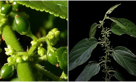 Phát hiện 1 hợp chất có trong cây cần sa ở 1 loài thực vật khác, chưa từng được công bố